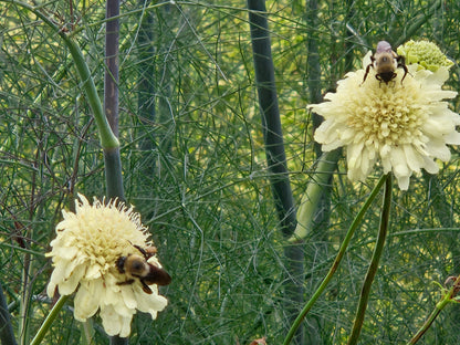 Cephalaria gigantea (giant scabious) with bumble bees