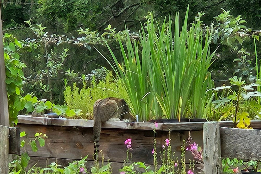 Cat drinking from pond in the nursery beds