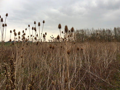 Dipsacus sativus (Fuller&