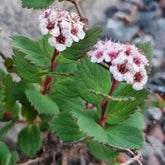 Spirea morrisonicola flowers