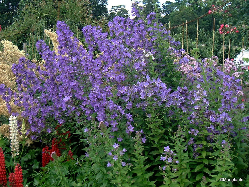 Campanula pyramidalis (chimney bellflower) purple flowers and green foliage