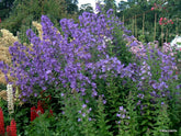 Campanula pyramidalis (chimney bellflower) purple flowers and green foliage