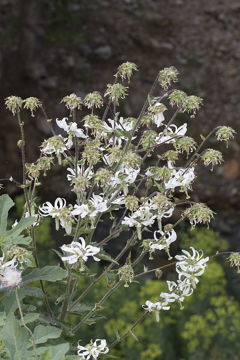 Michauxia campanuloides, commonly knon as Catherine wheel, white flowers blooming next to rock.