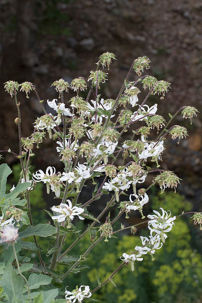 Michauxia campanuloides, commonly knon as Catherine wheel, white flowers blooming next to rock.