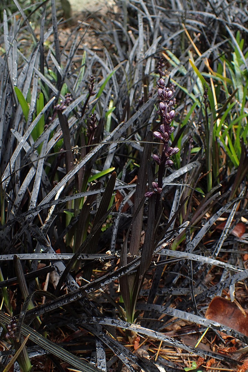 Ophiopogon planiscapus nigrescens foliage and flowers