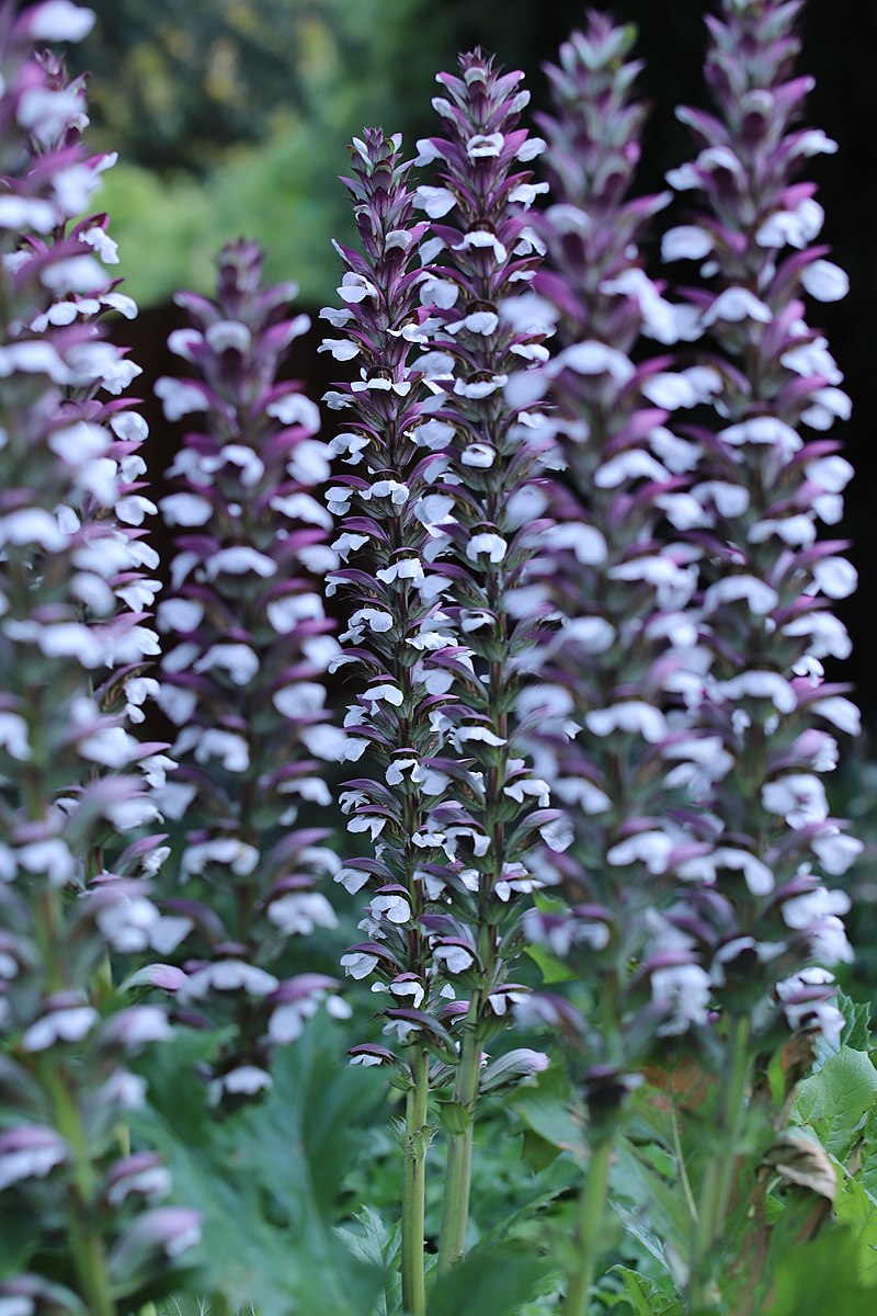 Acanthus mollis flowers