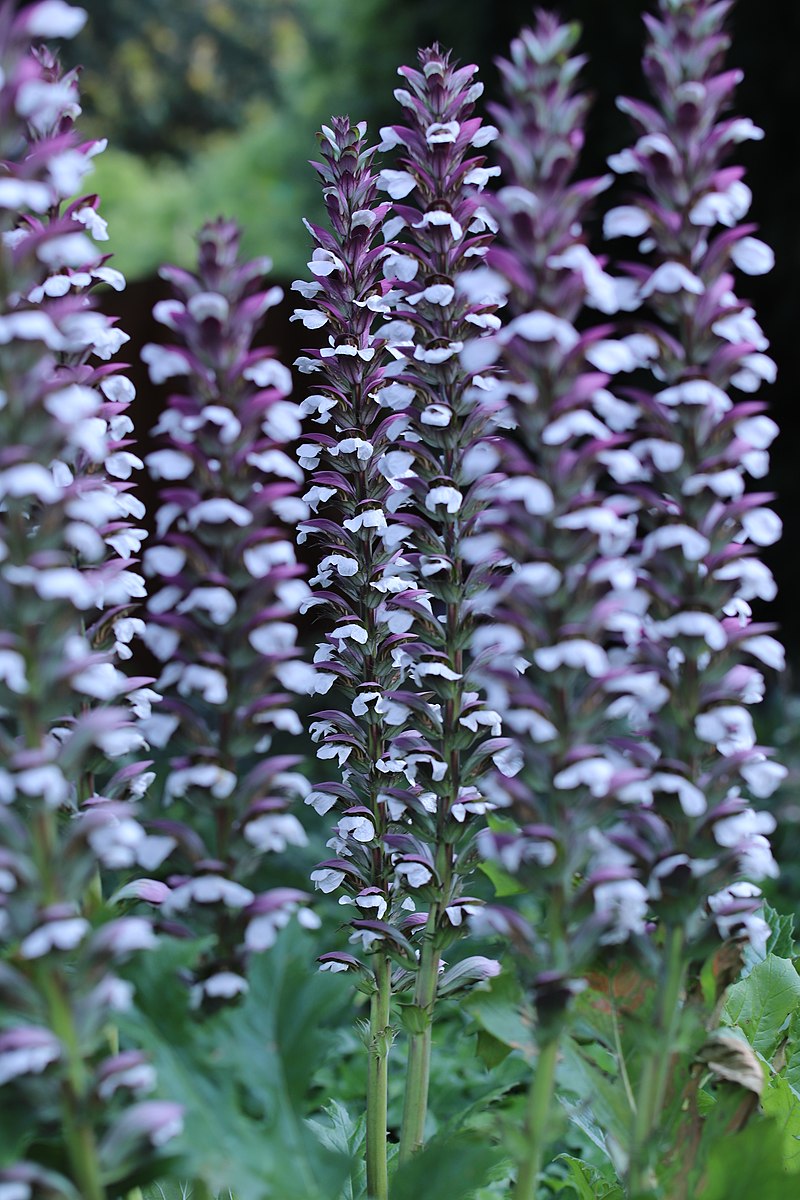 Acanthus mollis flowers