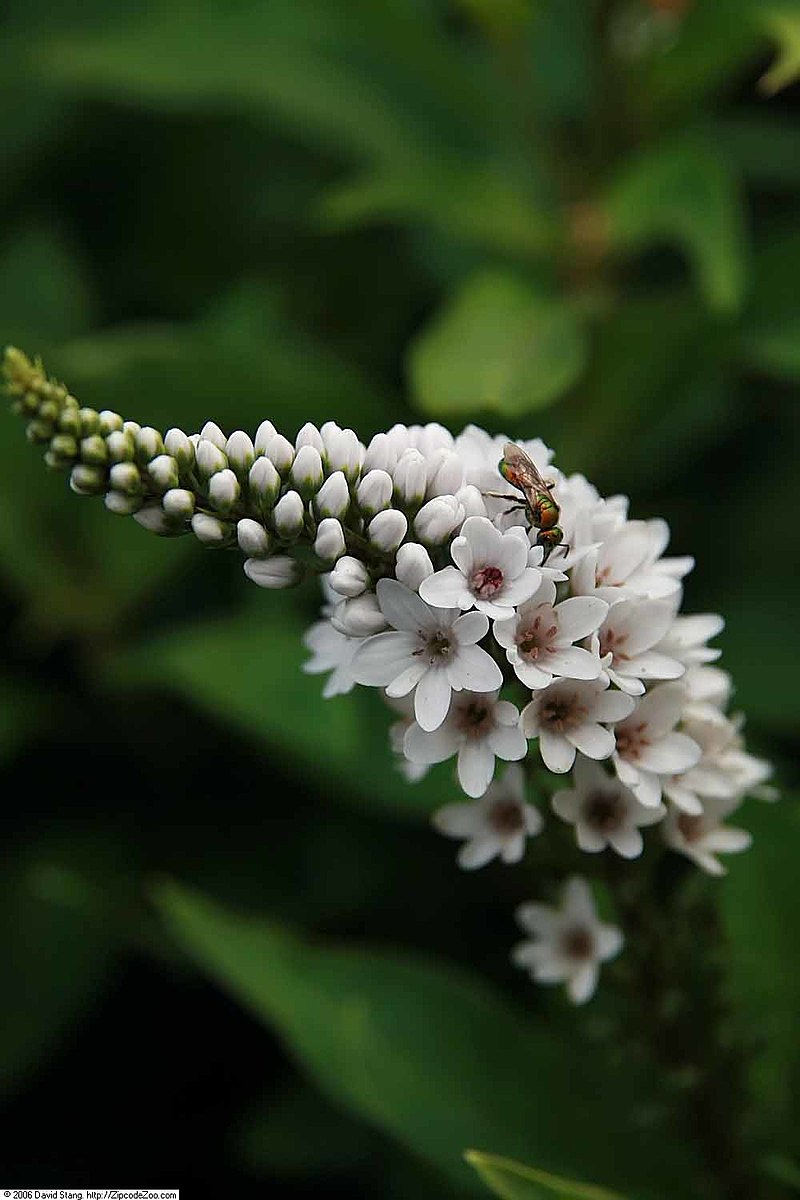 Gooseneck loosestrife flower