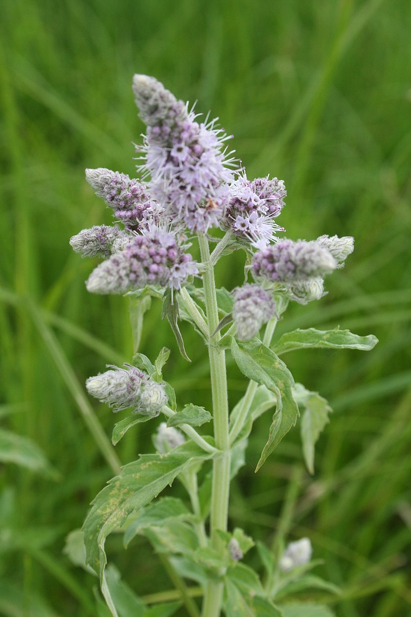 Mentha longifolia Buddleia Mint Group | Horse Mint flowers