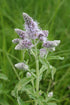 Mentha longifolia Buddleia Mint Group | Horse Mint flowers