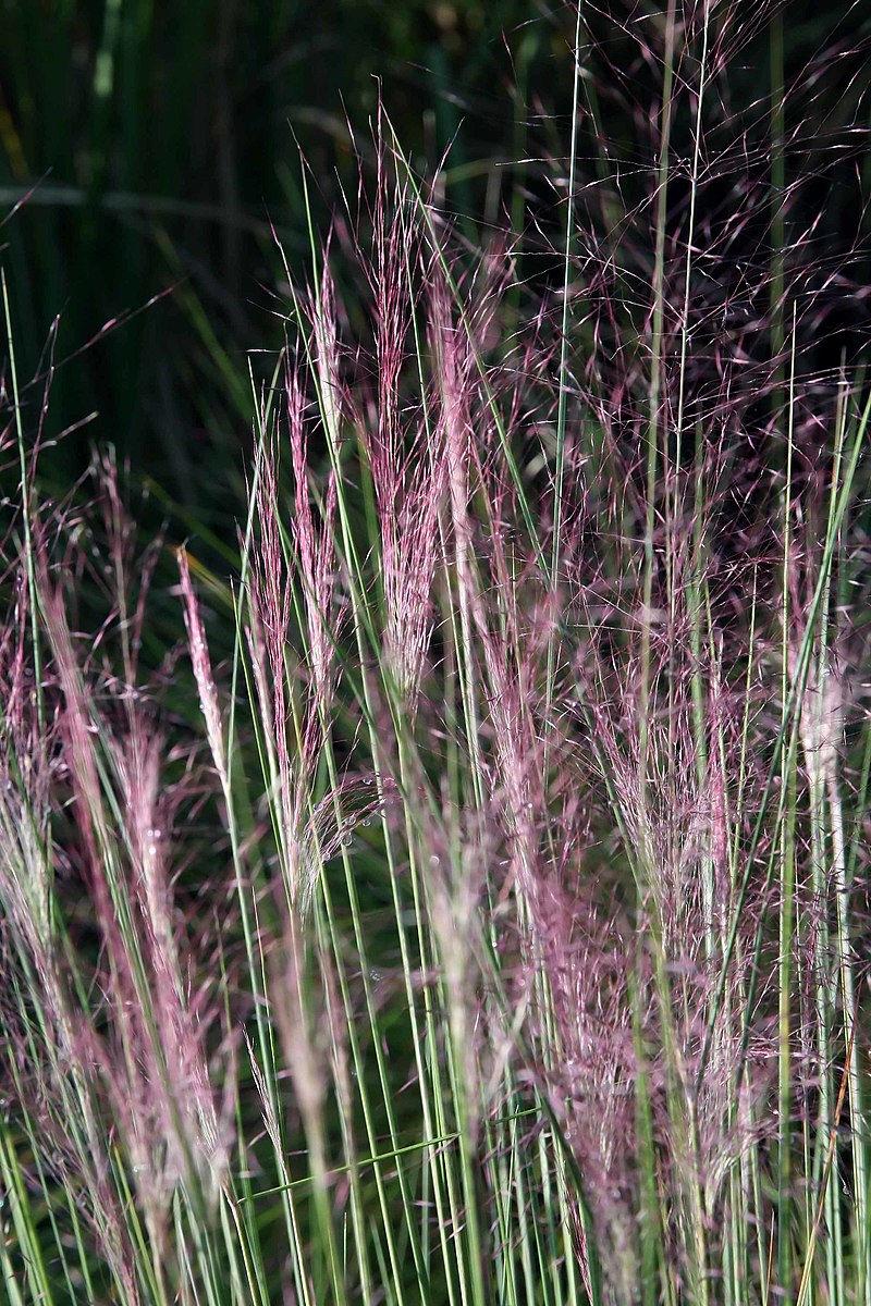 Molinia caerulea (purple moor grass) colorful flowers