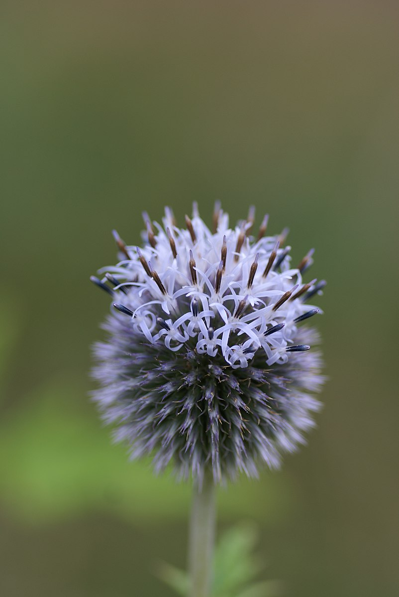 Echinops exaltatus (Russian globe thistle) flower