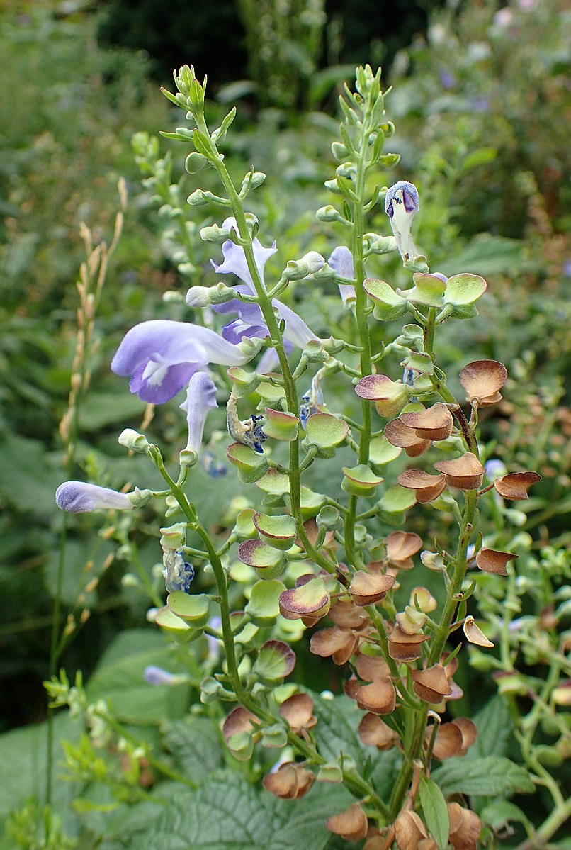 Image of Scutellaria incana, commonly known as hoary skullcap, showing pale purple flowers and green-brown seeds against a green background.