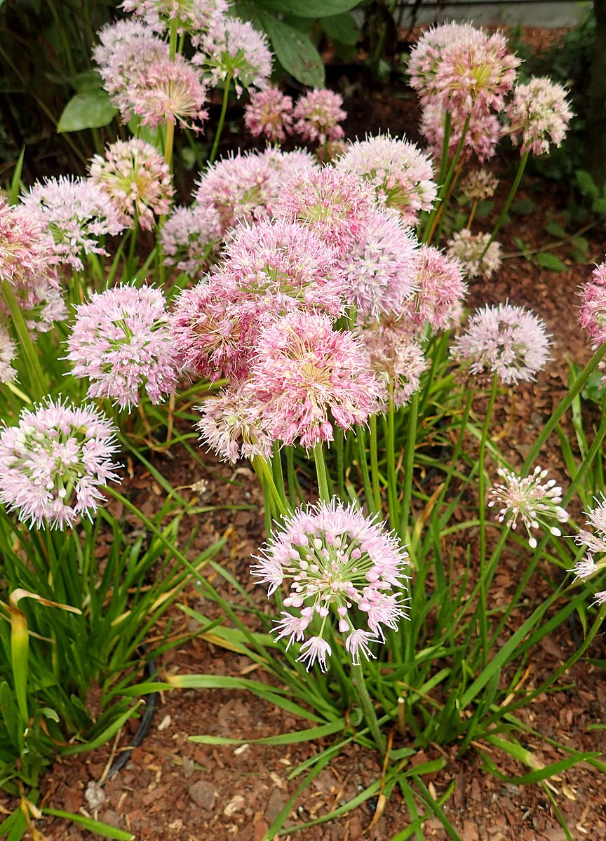 Allium nutans (Siberian chives) in bloom