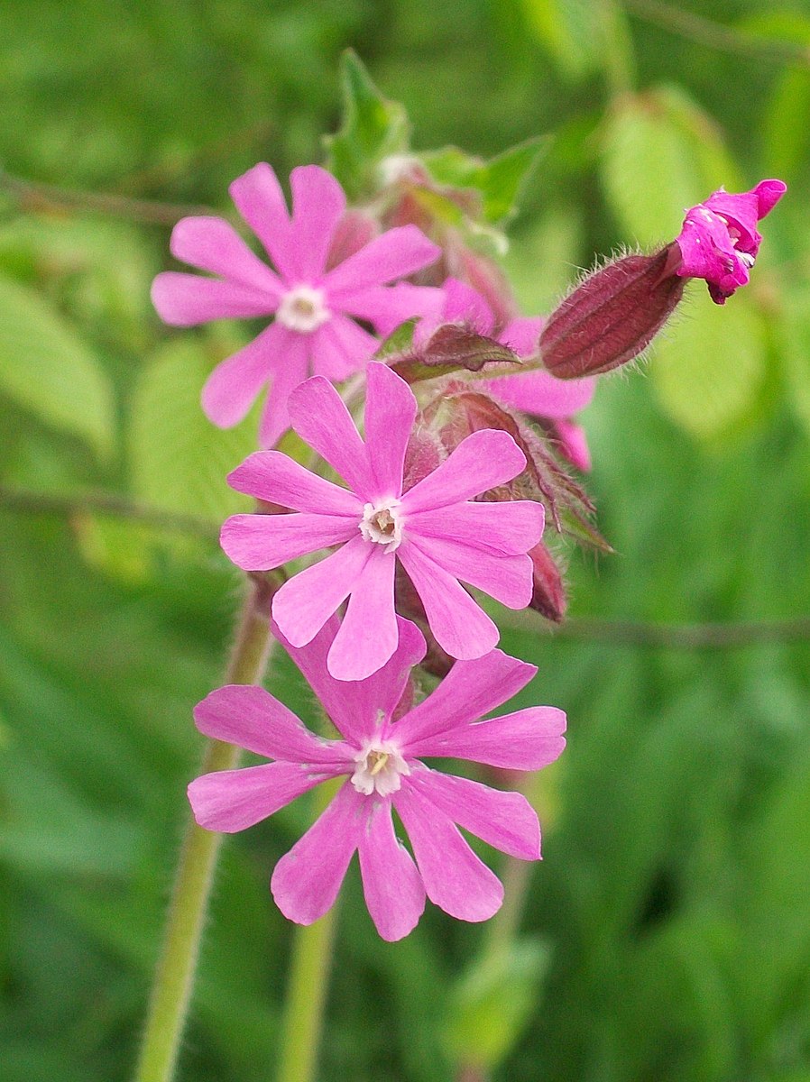 Silene dioica (red campion) flower