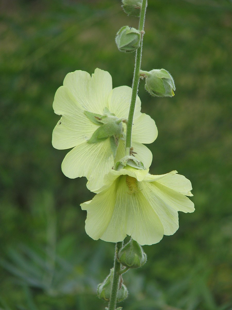 Alcea rugosa yellow flowers