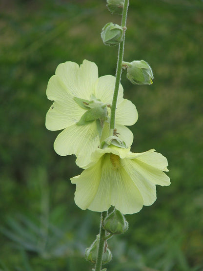 Alcea rugosa