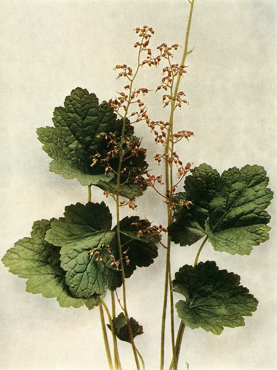 Heuchera americana (American alumroot)