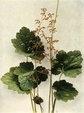 Heuchera americana (American alumroot)