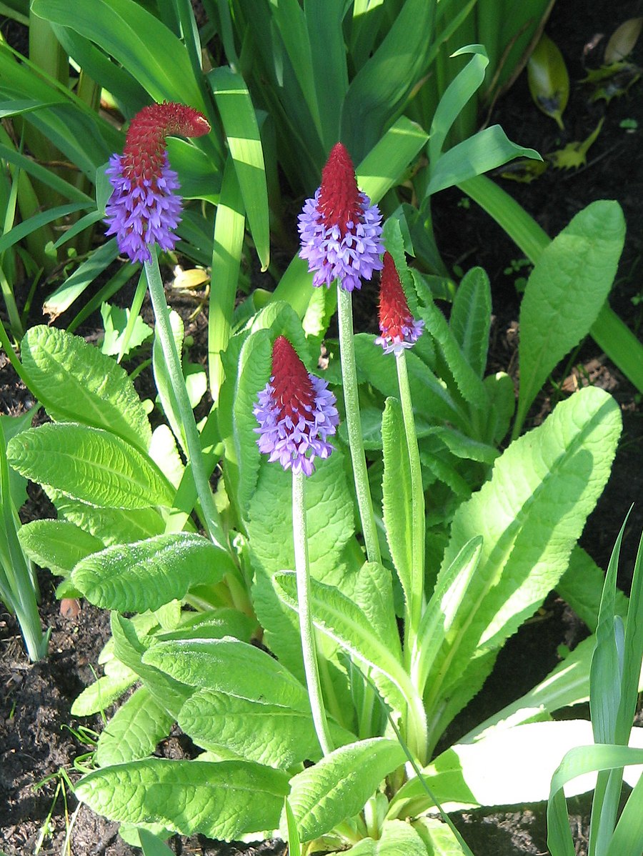 Primula vialii