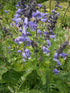 Salvia hians | Himalayan sage lilac flowers