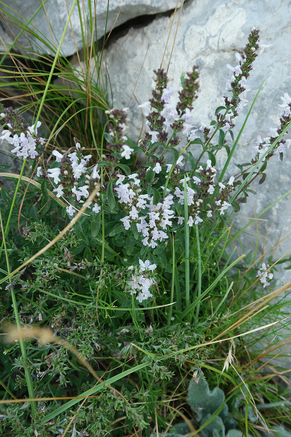 White Micromeria thymifolia, commonly known as pink savory, flowers growing among green grass and rocks