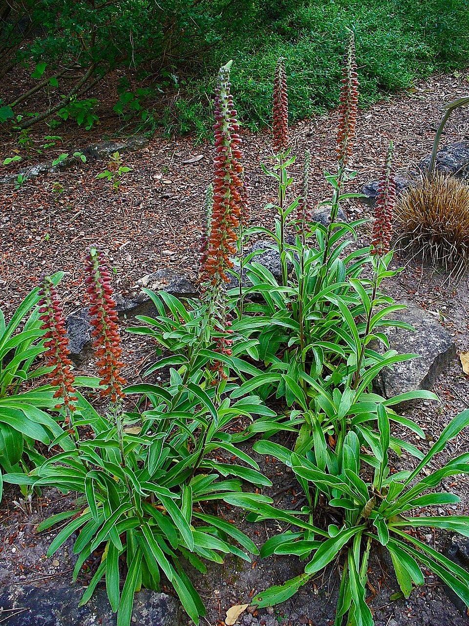 Tall green Digitalis parviflora, commonly known as small-flowered foxglove, plants with red flowers in a garden setting