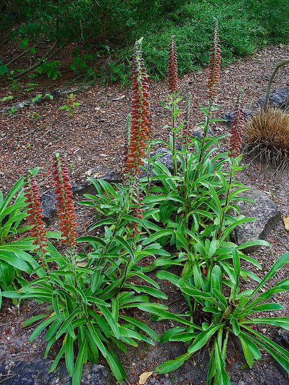 Tall green Digitalis parviflora, commonly known as small-flowered foxglove, plants with red flowers in a garden setting