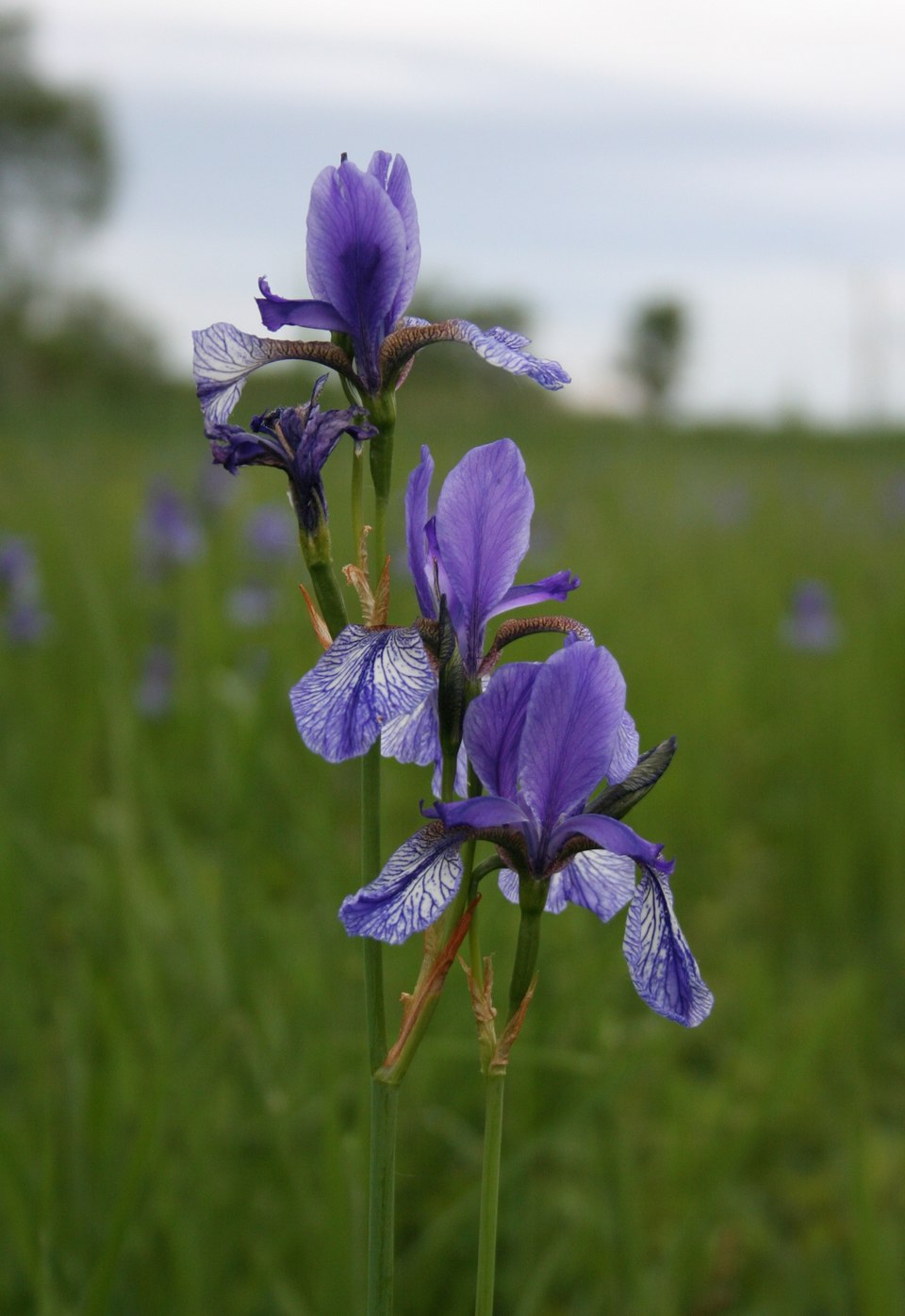 Purple Iris sibirica (Siberian iris) flowers in a field with a blurred background
