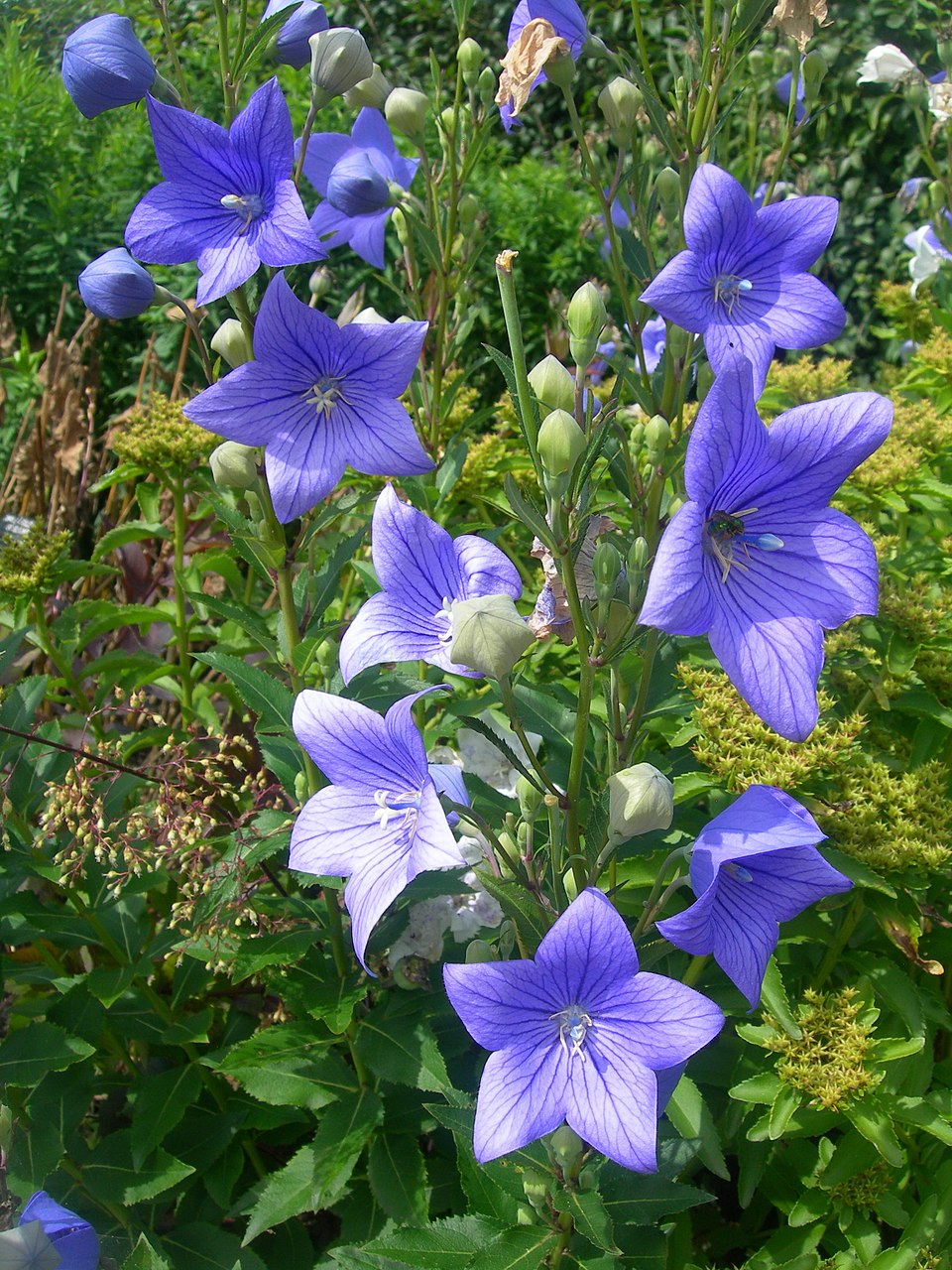 Blue Platycodon grandiflorus &