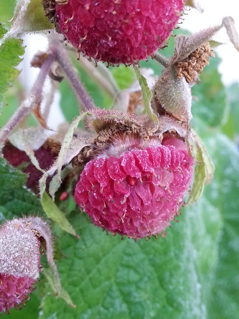 Close-up of pink raspberries on a branch with green leaves.