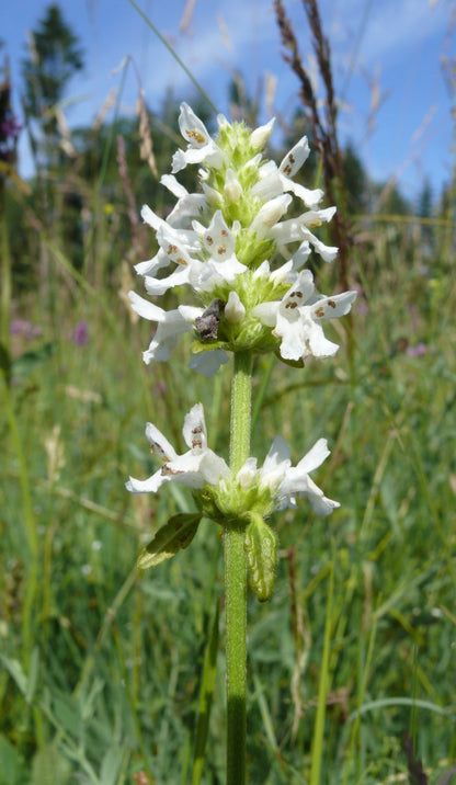 White betony wildflower in a grassy field with a blue sky background