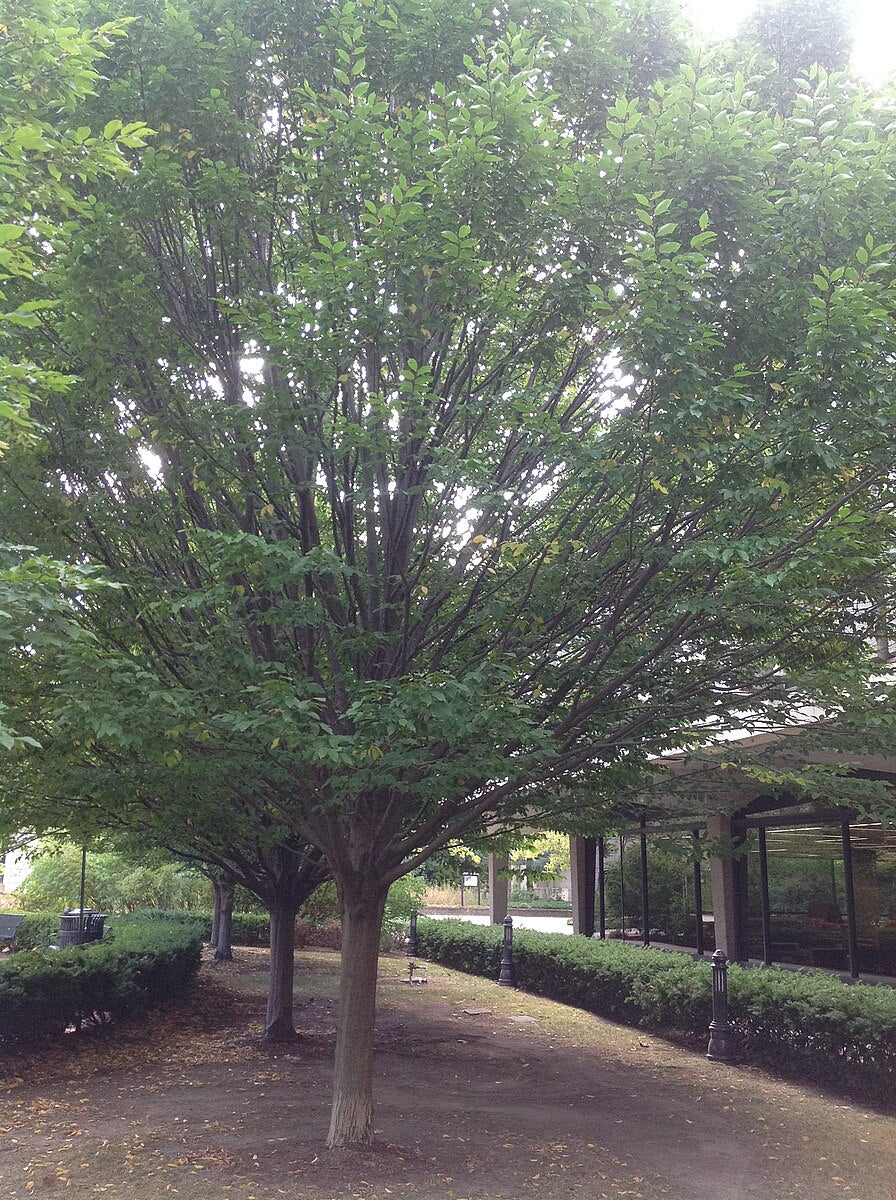 Image showing Carpinus caroliniana, commonly known as American hornbeam, trees next to a building.