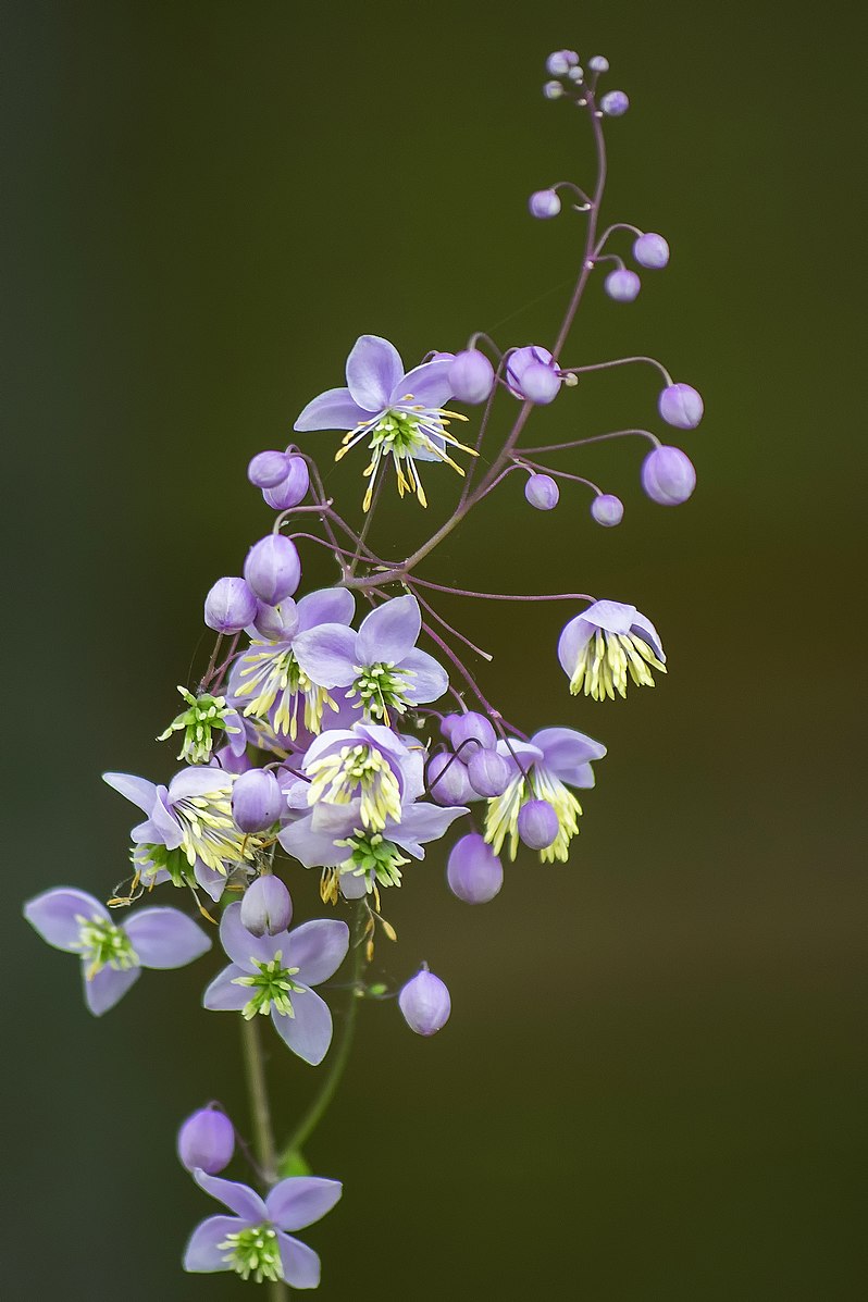 Thalictrum rochebrunianum