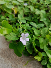 White Wild petunia (Ruellia humilis) flower surrounded by green leaves on a concrete surface