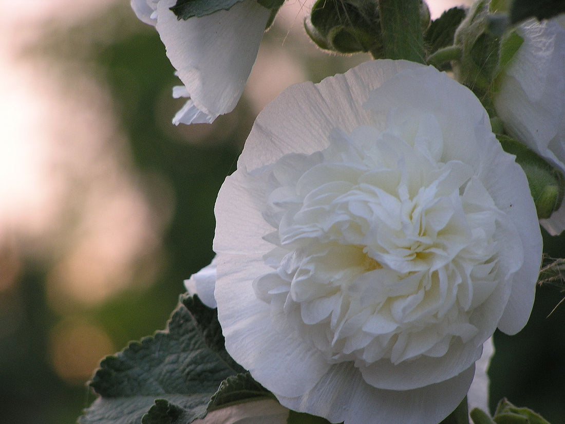 Alcea rosea plena &