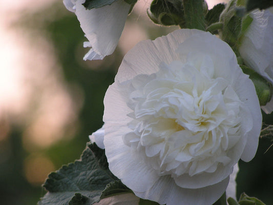 Alcea rosea plena 'Chaters White' (hollyhock) bloom