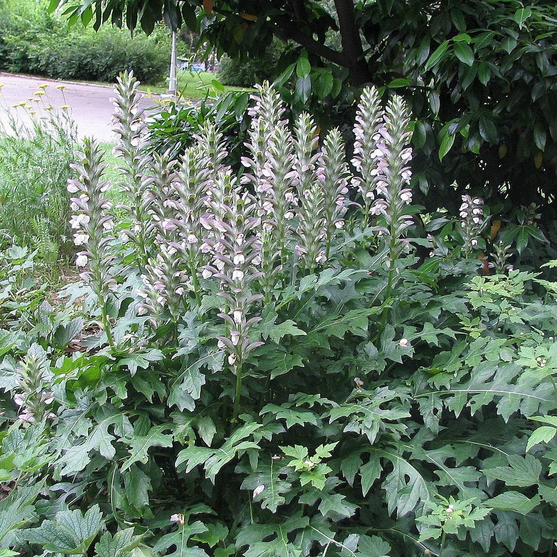 Acanthus mollis foliage and flowers