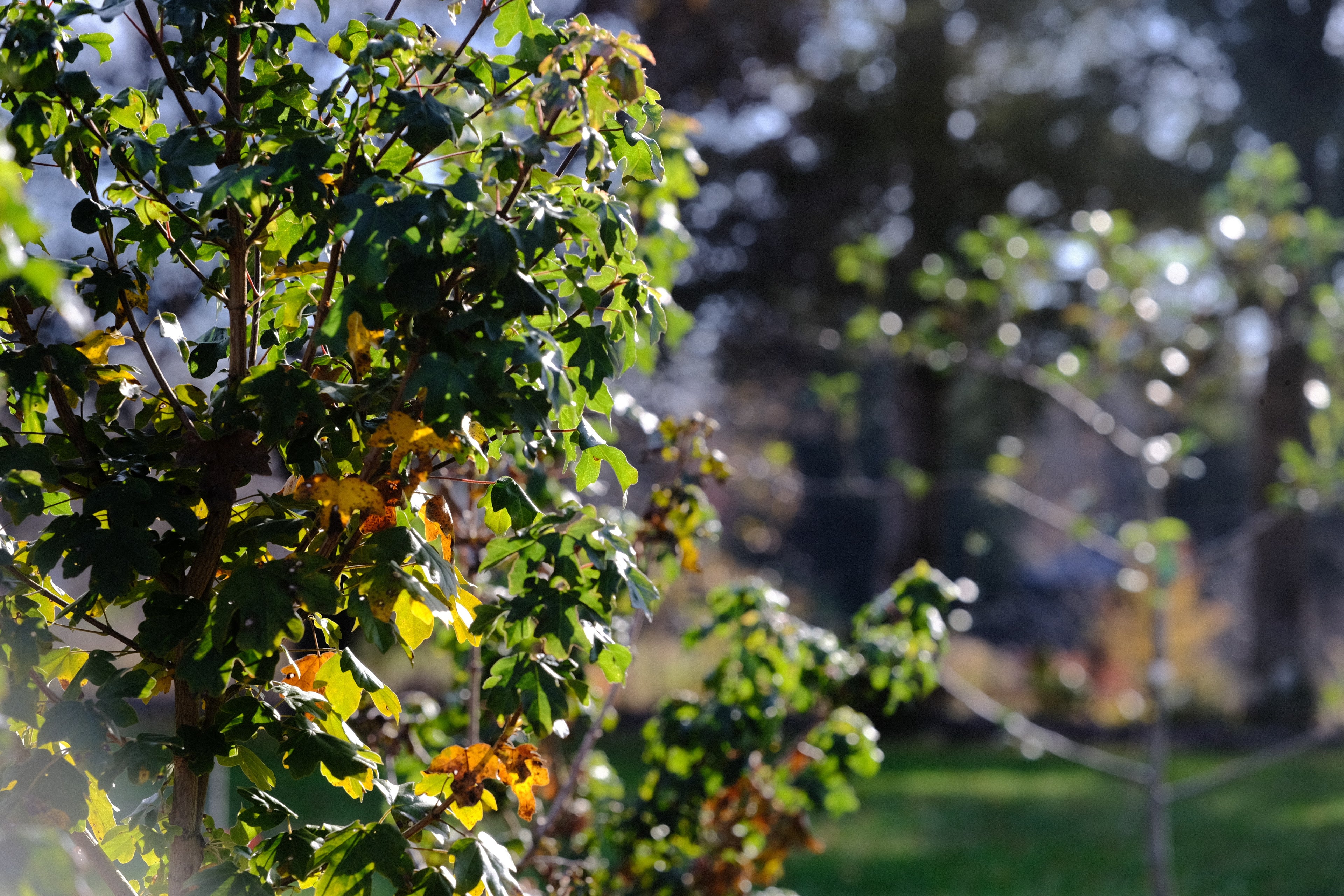 young Acer campestre hedge at The Old Dairy Nursery in late fall 