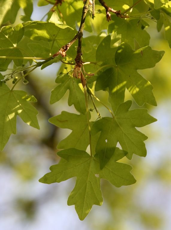 Acer campestre foliage