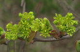 Acer campestre in bloom 