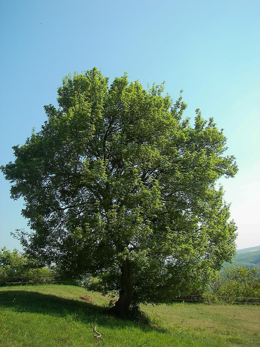 Acer campestre - mature form in field