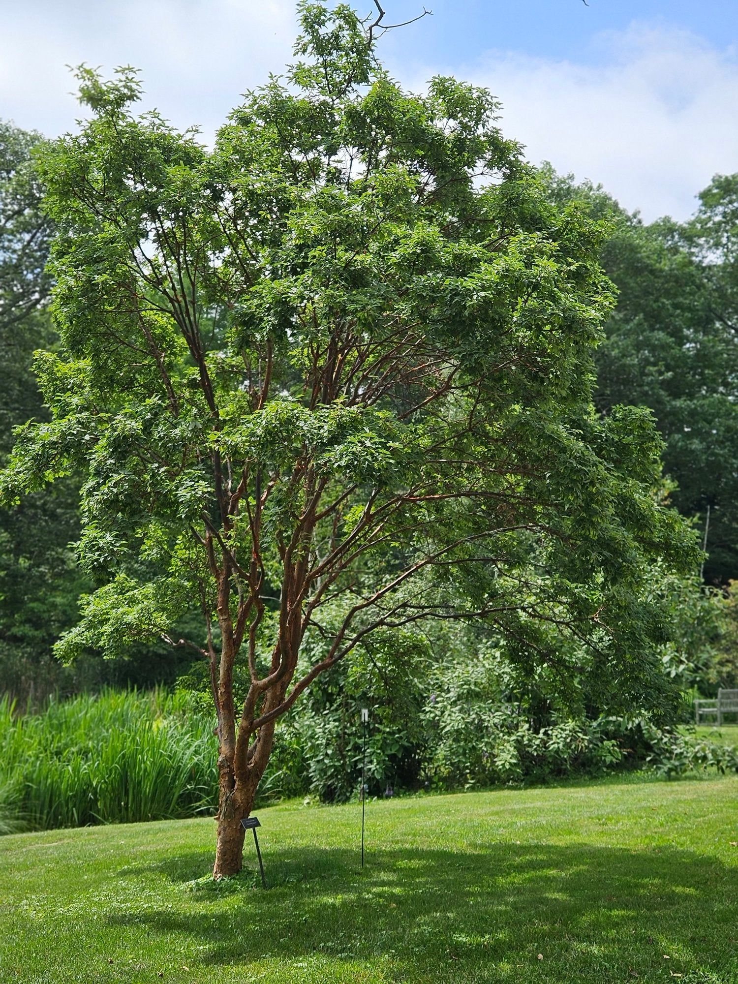 Acer griseum mature form