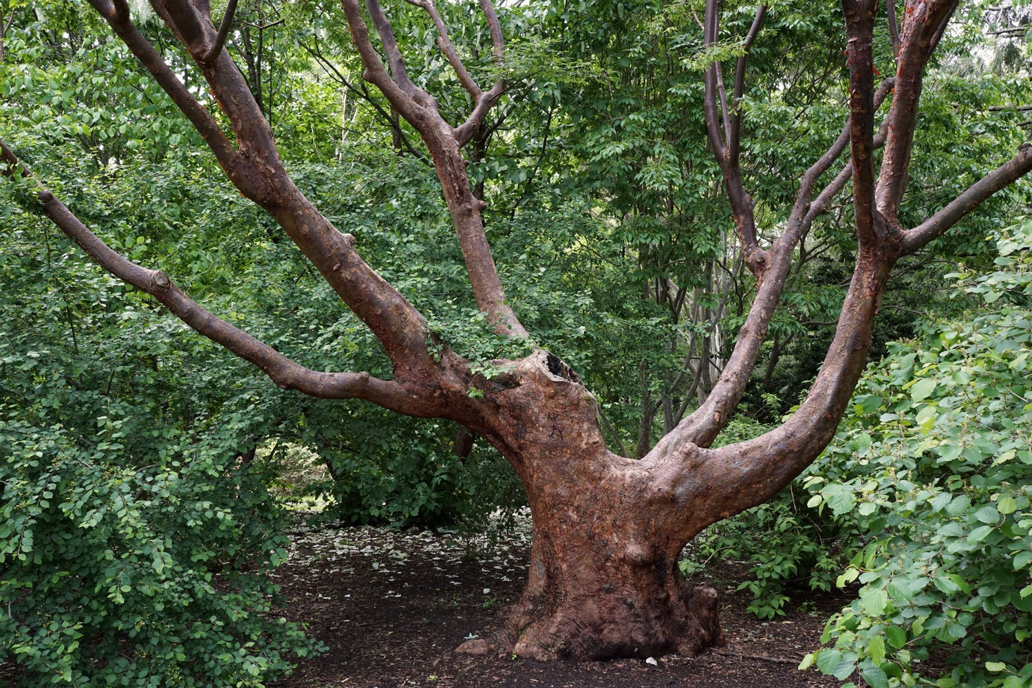 Acer griseum old growth forest