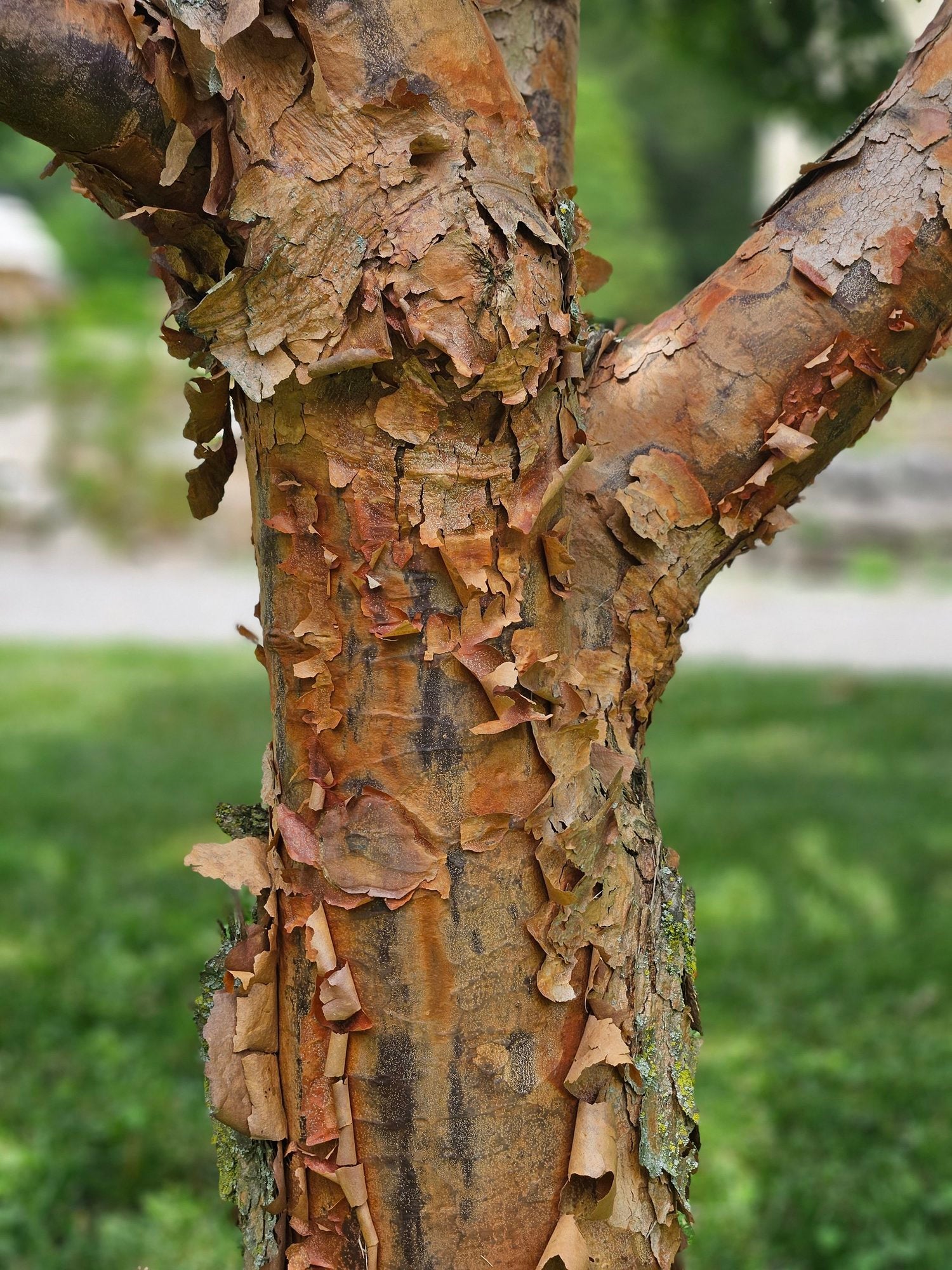 Acer griseum peeling bark