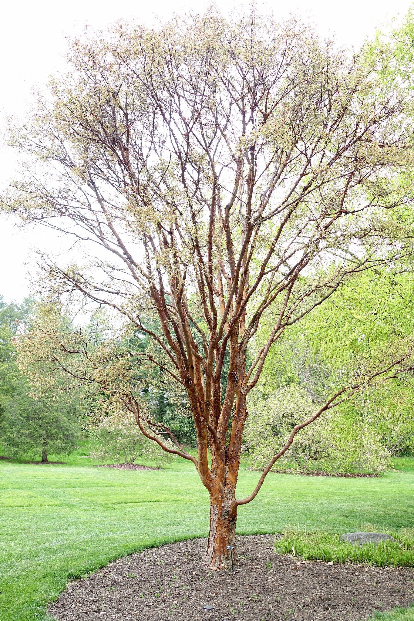 Acer griseum spring blooms