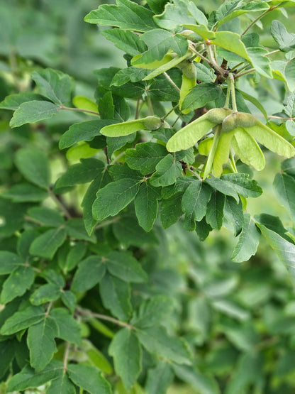 Acer griseum summer foliage