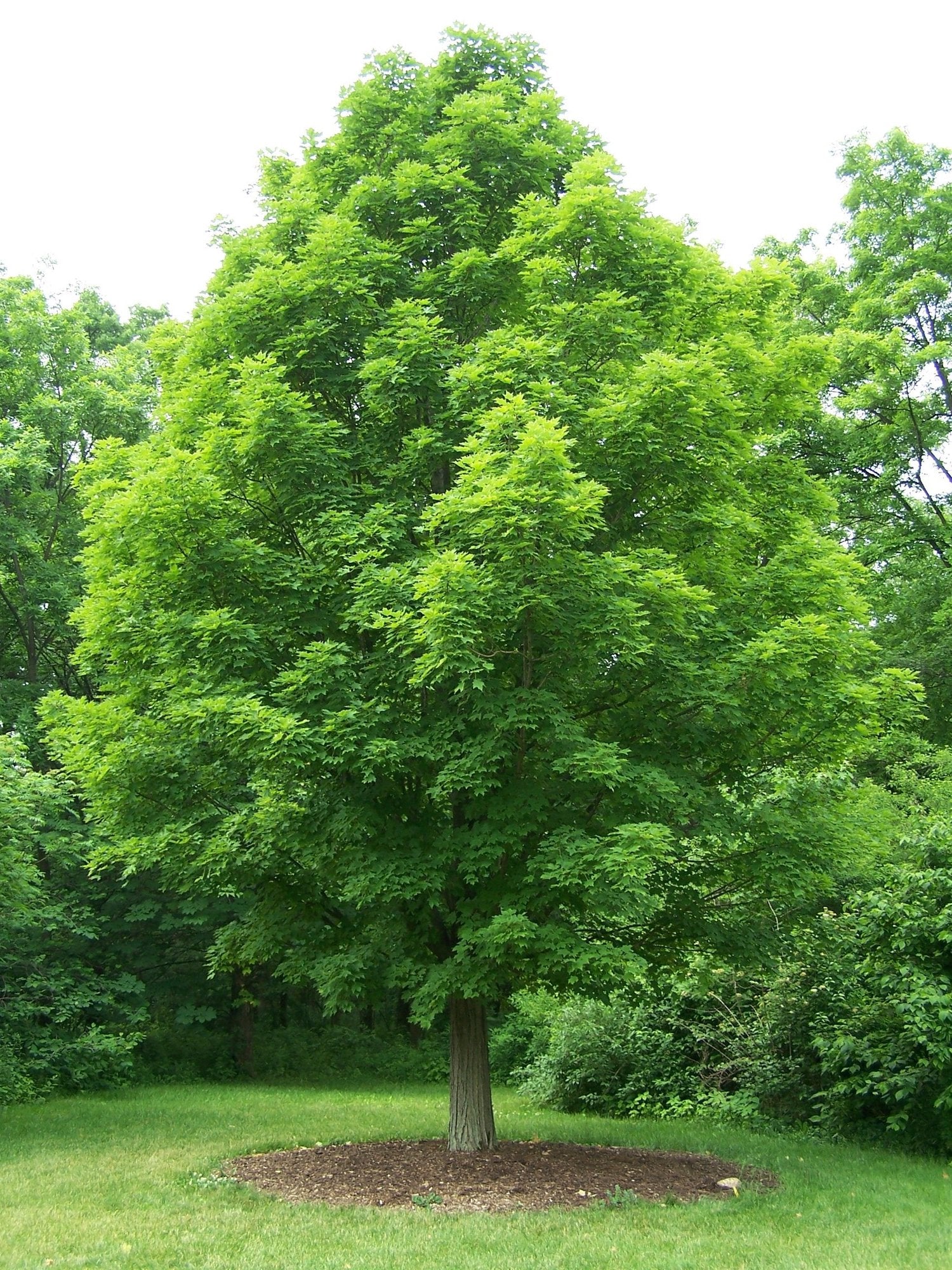 Acer saccharum full form