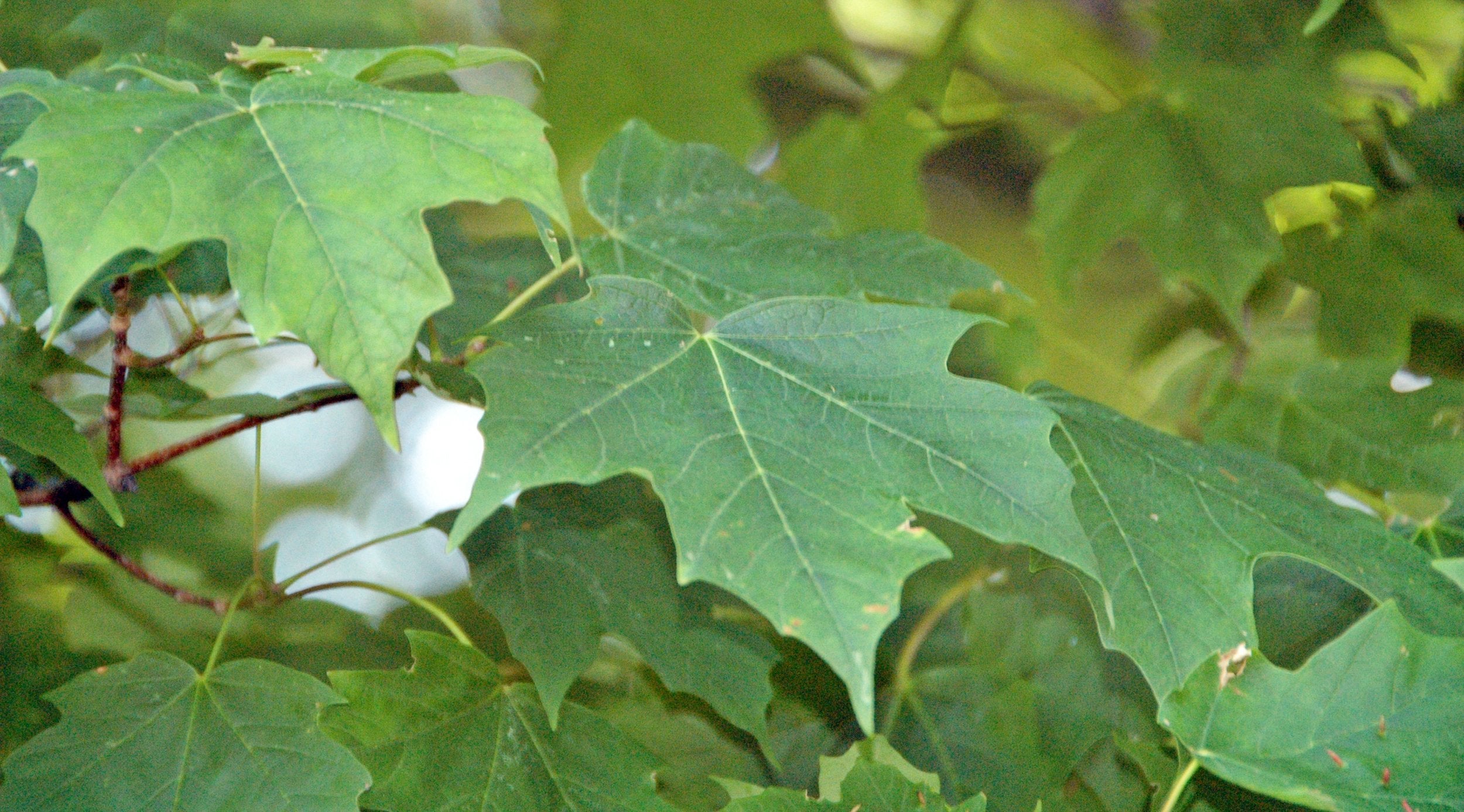 Acer saccharum leaves