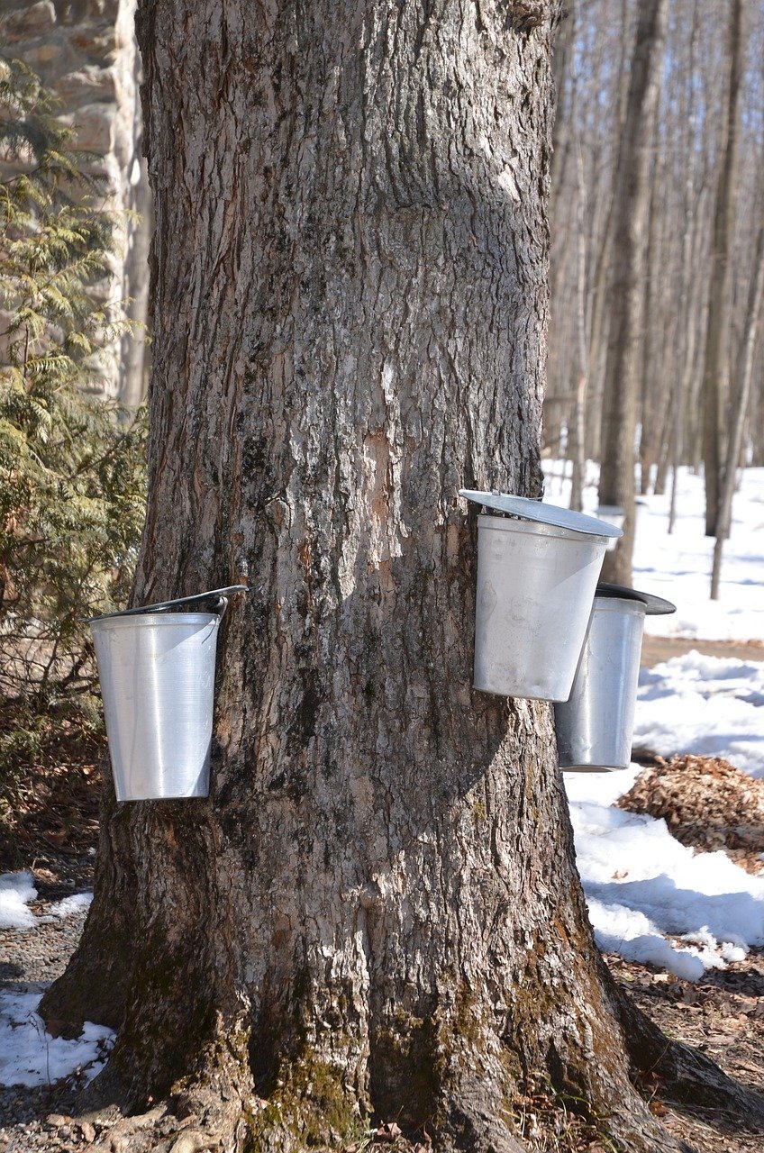 Acer saccharum tapped for maple syrup in winter